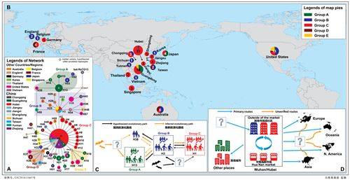 중국 윈난성 시솽반나 열대식물원이 20일 홈페이지에 게재한 논문에 등장하는 그래픽. 전세계 4개 대륙, 12개국에서 검출한 93개의 신종 코로나바이러스 샘플을 5개 그룹으로 나눠 분류했다. 식물원 홈페이지 캡처