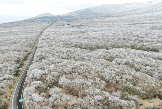 대설(大雪)을 하루 앞둔 지난해 12월 6일 제주 한라산 1100고지에 하얗게 눈이 덮여 장관을 이루고 있다. 뉴스1(제주도 제공)