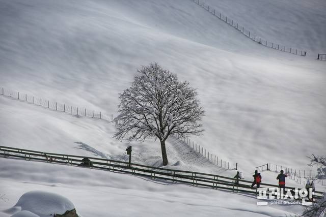'대관령 양떼목장' 설경 ▲강원 산간에 폭설이 내린 27일 평창군 대관령면 ‘대관령 양떼목장’ 일대가 그림 같이 아름다운 설경이 연출되고 있다. ⓒ(프레시안 홍원문)