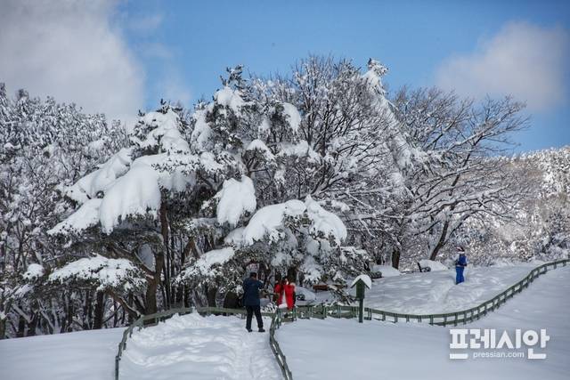 '대관령 양떼목장' 설경 ▲강원 산간에 폭설이 내린 27일 평창군 대관령면 ‘대관령 양떼목장’ 일대가 그림 같이 아름다운 설경이 연출되고 있다. ⓒ(프레시안 홍원문)