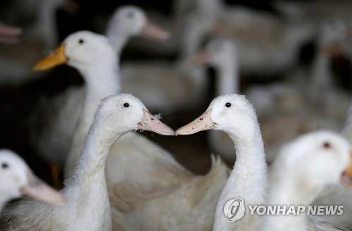 농장에서 사육 중인 오리 [로이터=연합뉴스 자료사진]