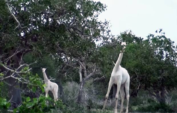 사진=HCP·Hirola Conservation Programme
