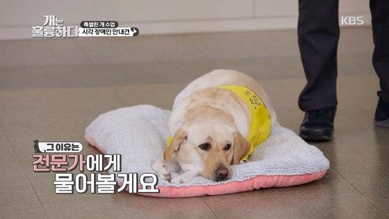 KBS 2TV '개는 훌륭하다' 19회