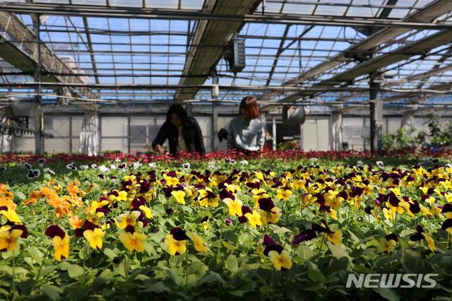 [옥천=뉴시스] 임선우 기자 = 17일 충북 옥천군농업기술센터를 찾은 방문객들이 유리온실에 핀 봄꽃을 바라보고 있다. (사진=옥천군 제공) 2020.03.17. photo@newsis.com