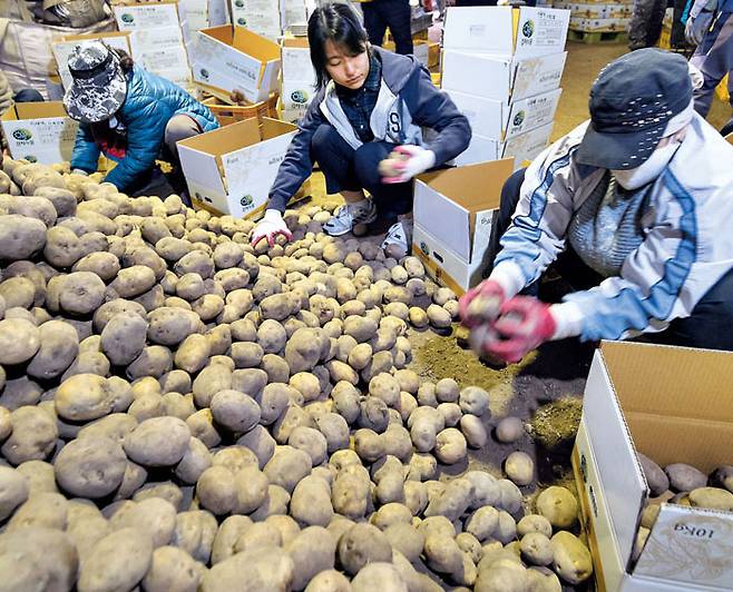 지난 17일 강원 홍천군 내면에 있는 감자 농가에서 기자가 감자 포장 작업을 하고 있다. / 한준호 영상미디어 기자