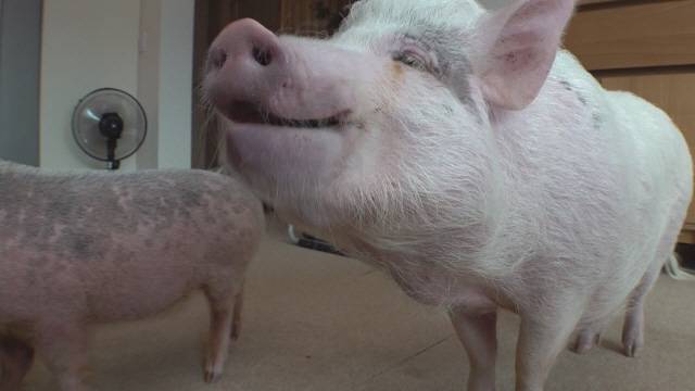 /SBS ‘TV 동물농장’