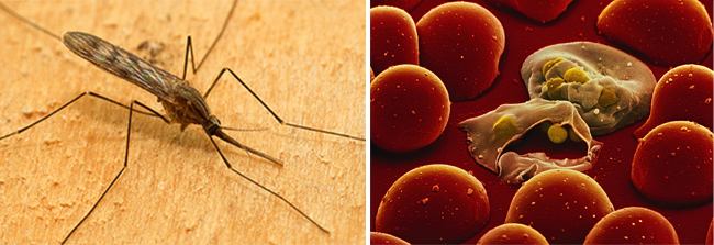 영국에서 미국으로 건너간 말라리아모기인 어나펄리즈 마쿨리펜니스(왼쪽). 말라리아를 유발하는 초미세 기생충 플라스모디움. 플라스모디음은 모기의 침샘에 기생하다 인체에 들어오면 적혈구 속에 머물다 한꺼번에 적혈구 세포막을 터뜨리고 방출된다. [유럽질병예방통제센터, 황소자리]