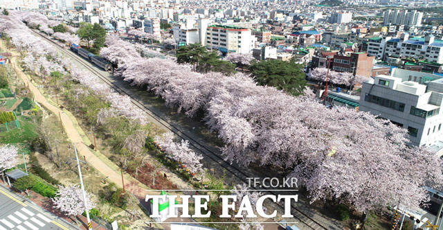 매년 전국에서 벚꽃을 보기위해 몰려드는 진해의 경화역은 폐쇄조치로 인해 텅 비어 있다.