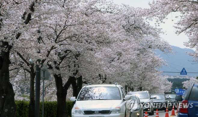 지난 4일 동해안 벚꽃 명소로 몰리는 차량 [연합뉴스 자료사진]