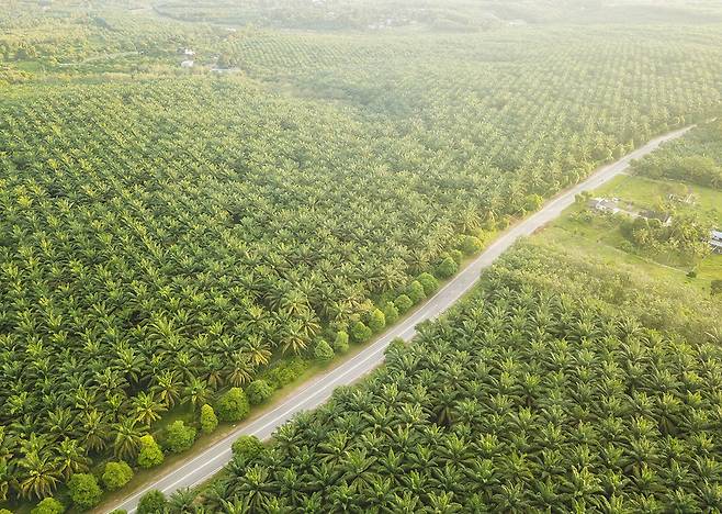 2005년, 팜유는 콩기름을 제치고 세계 생산량 1위의 기름으로 등극했다. 팜유 생산 기업들은 농지 확대에 혈안이 되었고, 보르네오 섬과 수마트라 섬의 열대우림을 파괴하기 시작했다. 게티이미지뱅크