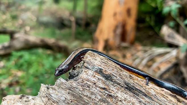 three-toe skink 도마뱀(사진=연구진 제공)
