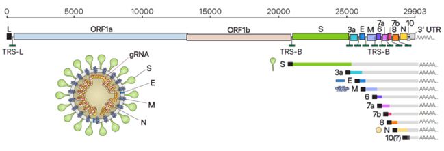 코로나19 바이러스(SARS-CoV-2)의 유전체 RNA와 하위 유전체 RNA의 구성. [자료 = 기초과학연구원·질병관리본부]
