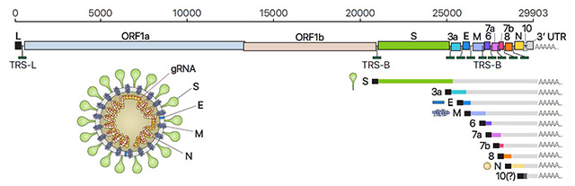 사스코로나바이러스-2(SARS-CoV-2)의 유전체RNA 및 하위유전체RNA 구성, 바이러스 입자 구조의 모식도./사진=기초과학연구원(IBS) 제공