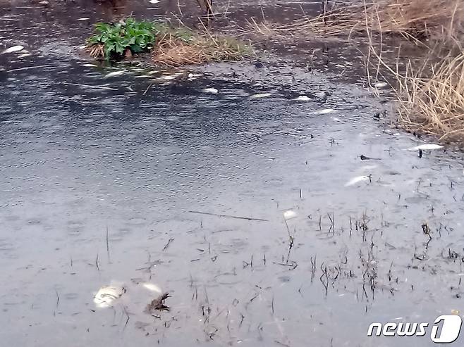 전남 나주 봉황면 만봉저수지의 물고기 폐사가 5일째 이어지고 있는 가운데 11일 오전 저수지 상류 수초 사사이에 떠오른 붕어들이 썩어가고 있다. 하얀색으로 점점이 보이는 게 모두 죽은 붕어다. 2020.4.11/뉴스1 © News1 박영래 기자