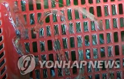 몸통이 반투명한 사백어 [경남 거제시 제공·재판매 및 DB 금지]