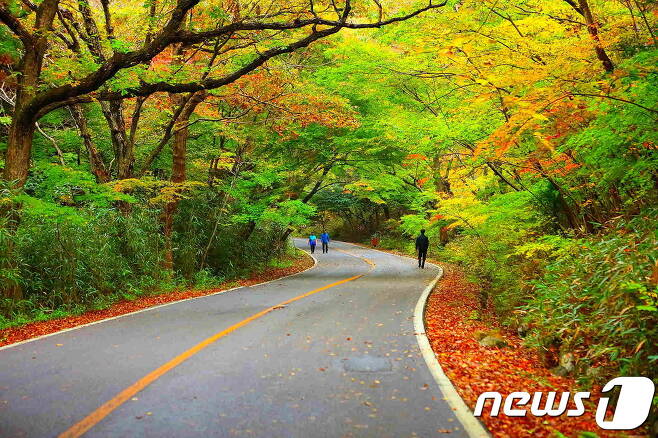 전남 해남군 두륜산의 대흥사 십리 숲길(해남군 제공)뉴스1 © News1
