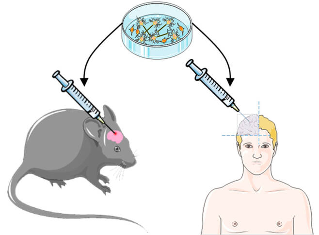 인간의 뇌세포→쥐의 뇌에 이식… ‘뇌 바꾸기’ 성공