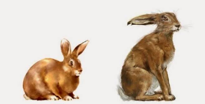 1.jpg 토끼와 산토끼의 차이점