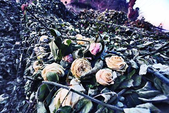 지난달 30일 경기도 고양 원당화훼단지 공동선별장 앞 야적장에 폐기된 장미들이 버려져 있다.