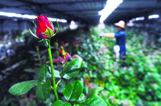 지난달 25일 장미이야기 농장에서 직원이 장미를 자르고 있다. 출하 시기를 조절하기 어려운 장미 농가는 코로나 사태에 큰 타격을 받았다.
