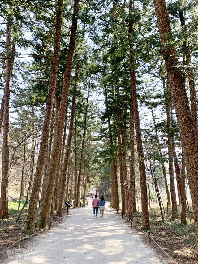 내소사 전나무숲. 일주문에서 사찰까지 약 600m 이어진다.
