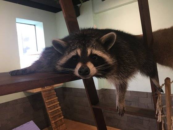 국내 생태계에 피해를 일으킬 우려가 높은 외래종 라쿤. 환경부