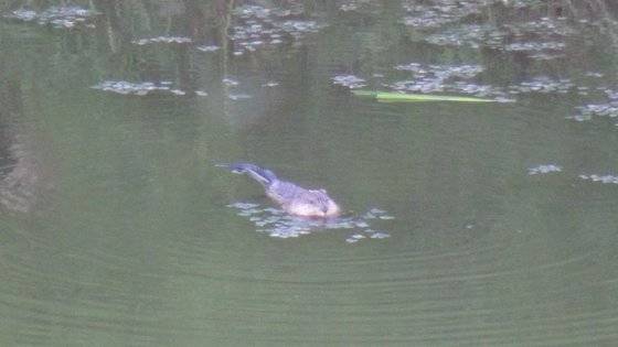 국내 생태계에 피해를 일으킬 우려가 높은 외래종 사향쥐. 환경부