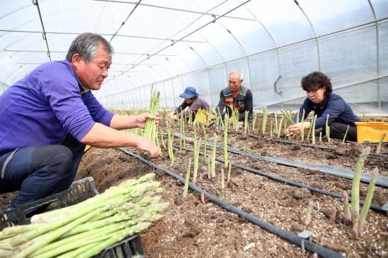 강원도에서 생산한 아스파라거스가 온라인에서 완판 행진을 이어가고 있다. 지난 1일 춘천의 한 아스파라거스 농가에서 농민들이 아스파라거스를 수확하고 있다. 강원도농업기술원 제공