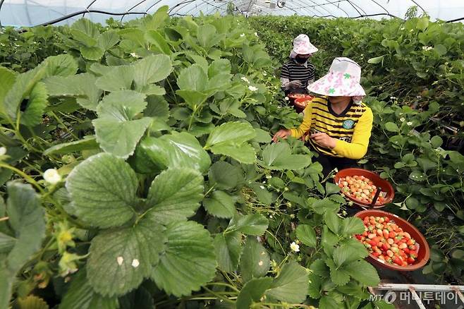 22일 경남 진주 대평수출농단 원예전문생산단지에서 작업자들이 해외로 수출될 매향딸기를 수확하고 있다. / 사진=진주(경남)=이기범 기자 leekb@