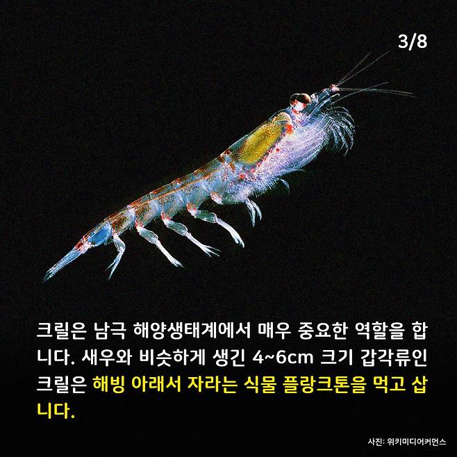 애니멀피플