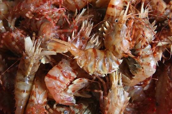 독도새우. 독도새우 중에서도 가시배새우다. 사진만 봐도 닭새우라고도 불리는 이유를 알 수 있을 것이다. 못되게 생겼으나 맛은 한없이 부드럽다. 손민호 기자