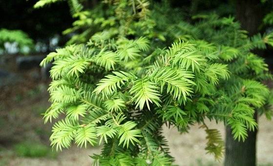 비자나무 잎은 소나무만큼 뾰족하지 않지만 날카롭고 둥글둥글하다. 자신을 보호하는 하나의 장치라고 생각한다. [사진 강형욱]