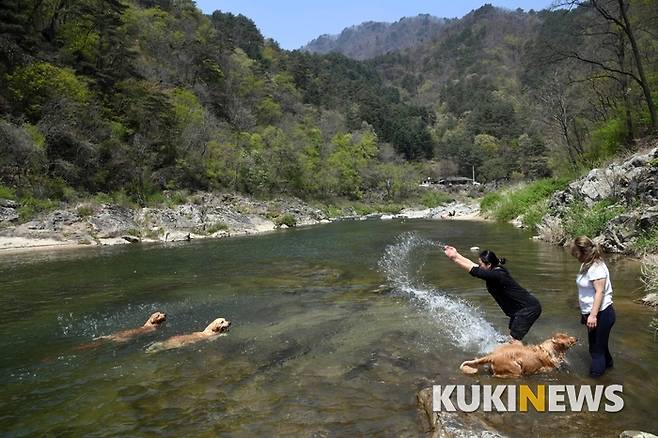 미산분교 애견전용캠핑장을 찾은 캠퍼가 자신의 애견과 함께 캠핑장 아래 강가에서 물놀이를 즐기고 있다.