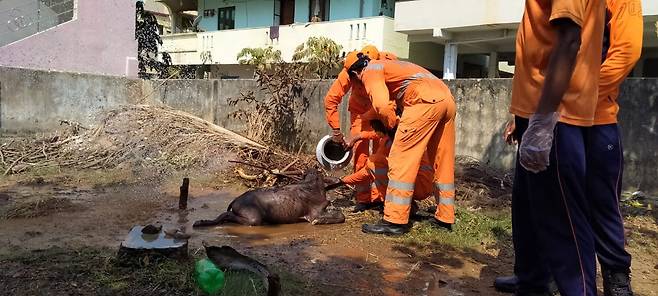 7일 인도 안드라프라데시주의 비사카파트남의 LG폴리머스인디아 공장에서 가스 누출 사고 후 인근 마을에서 구조대원들이 쓰러진 동물들 구조하고 있다. 비사카파트남｜EPA연합뉴스