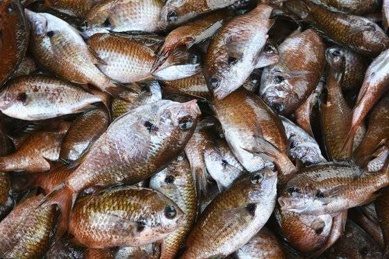 갓 잡은 자리돔. 꼭 붕어처럼 생겼다. 손민호 기자