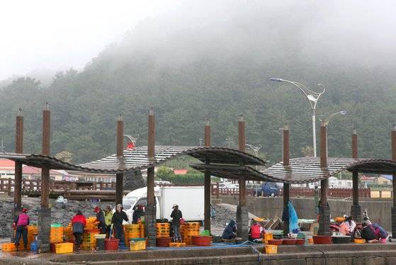 제주도 서귀포시 보목항구의 이른 아침. 포구에 자리돔이 가득 나와있다. 손민호 기자