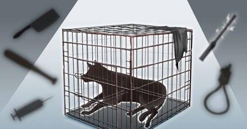 동물 학대[PG] [정연주 제작] 일러스트