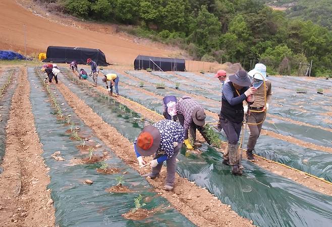수박 모종 심기 한창 [독자 제공. 재판매 및 DB 금지]