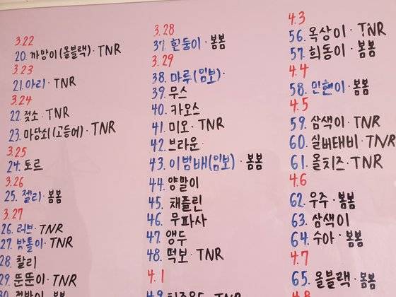 캣맘들이 서울시 동대문구 이문동 재개발 정비구역에서 구조한 고양이들. 파란색으로 표기된 고양이는 입양을 가거나 임시보호처를 구한 이들이다. 심석용 기자