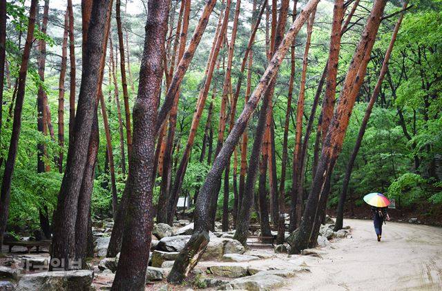 조곡관 뒤편의 솔숲. 비가 내리는 날이라 붉은 색이 더욱 선명하다.