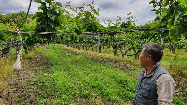 지난 20일 전남 나주 봉황면 철천리 과수원에서 배 나무를 살피는 정형기씨./조홍복 기자