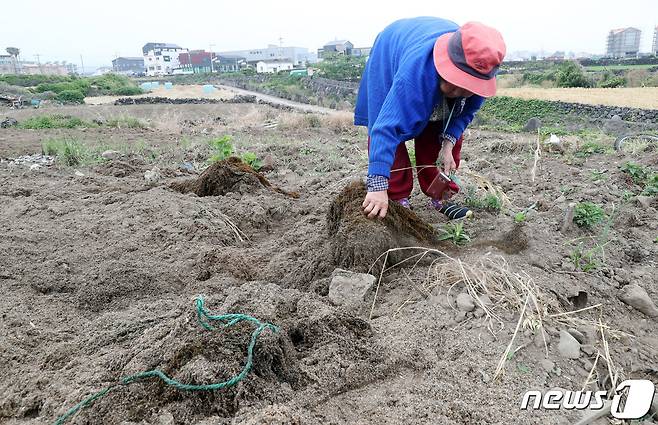26일 오전 이호동에서 농사를 짓는 황모씨(81)가 괭생이모자반에 딸려온 해양쓰레기들을 수거하고 있다.2020.5.26 /뉴스1© News1 오현지 기자