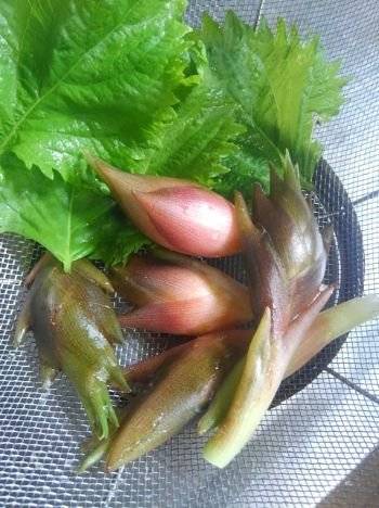 양하와 시소. 여름하면 떠오르는 일본의 전통적인 향신 채소이다. [사진 photoAC]