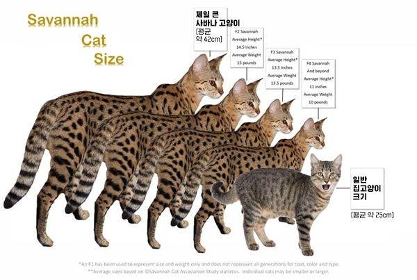 왼쪽부터 F1, F2, F3, F4, 집고양이. F1이 서벌 종 혈통 비중이 가장 높다.