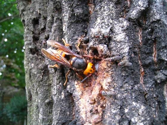 장수말벌이 사냥하는 모습. 최문보 경북대 교수 제공