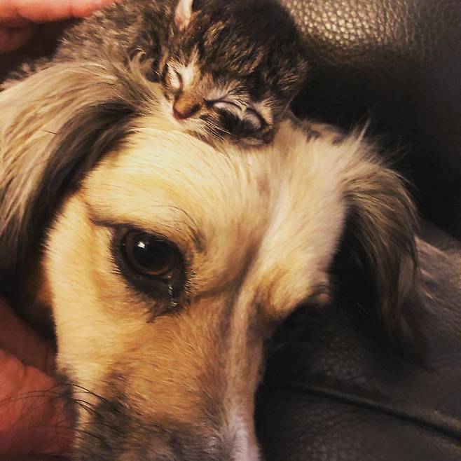 야누스 고양이 비스킷과 그래비가 반려견과 함께 휴식을 취하는 모습. 사진 비스킷과 그래비 페이스북