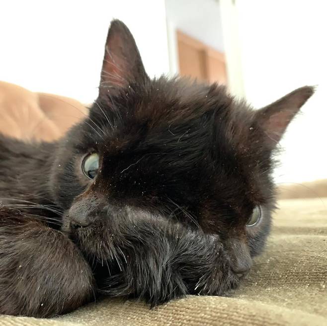 두 얼굴을 가진 야누스 고양이 듀오. 사진 듀오 페이스북