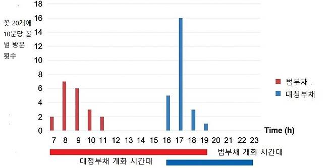 범부채와 대청부채를 찾는 재래꿀벌의 방문 빈도 비교. 오전과 오후로 확연히 나뉘어 있음을 알 수 있다. 루렁 외 ‘린네 학회 생물학 저널’ (2020) 제공.