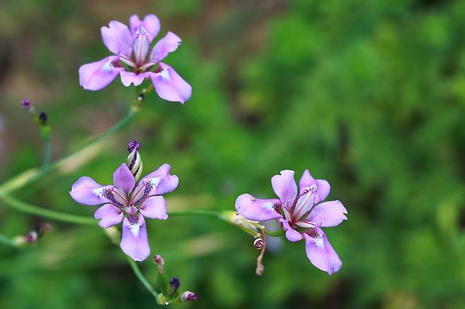 활짝 핀 대청부채. 개화 시간과 한반도 유래의 기원 등 풀어야 할 비밀이 많은 희귀식물이다. 현진오 박사 제공.