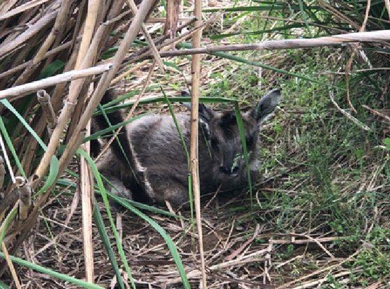지난달 18일 태어난 직후의 새끼산양. 사진 국립생태원